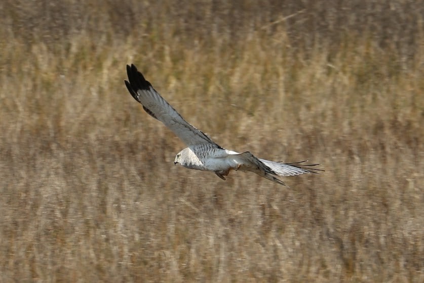 Northern Harrier - Kevin Sarsfield