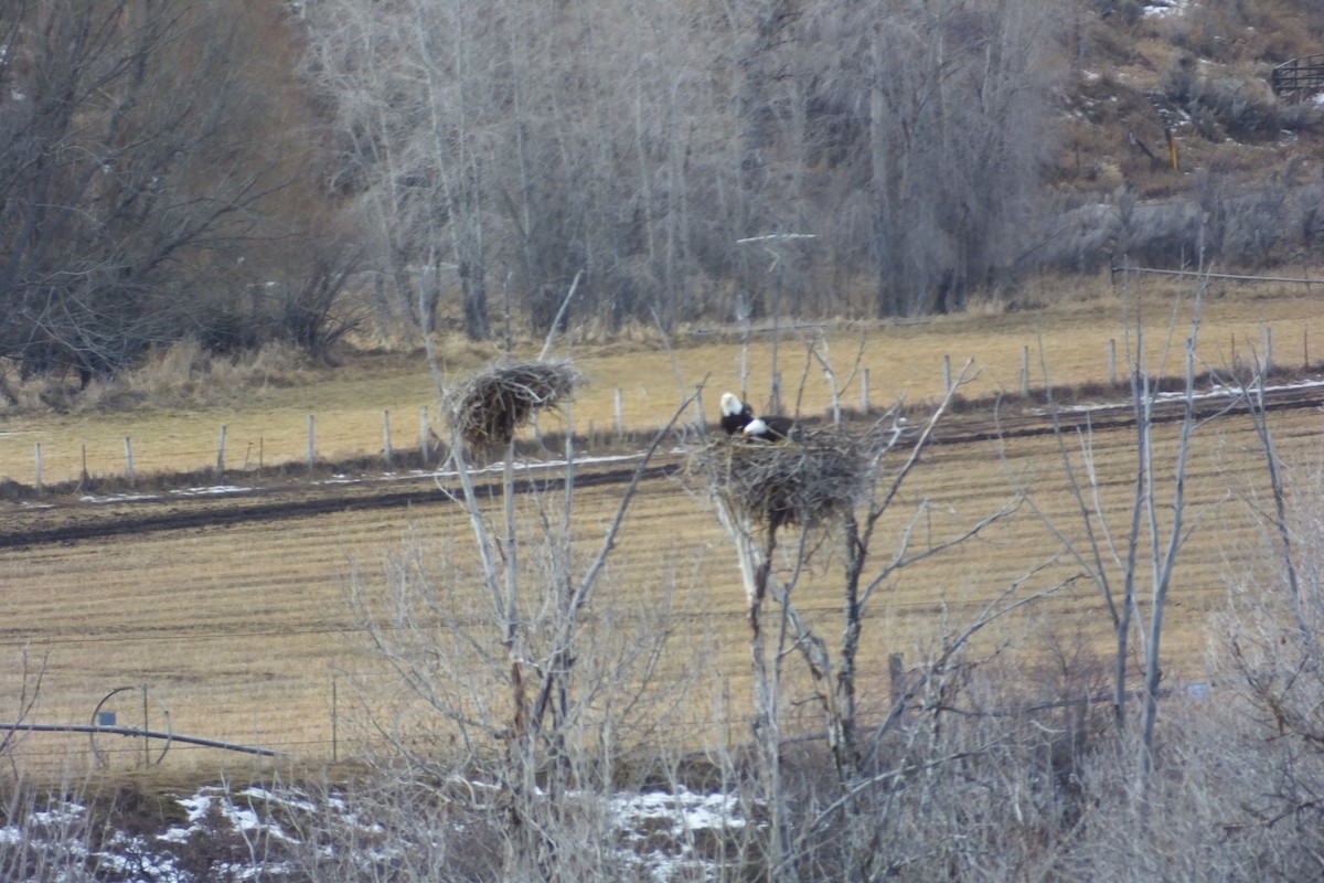 Bald Eagle - ML620691387