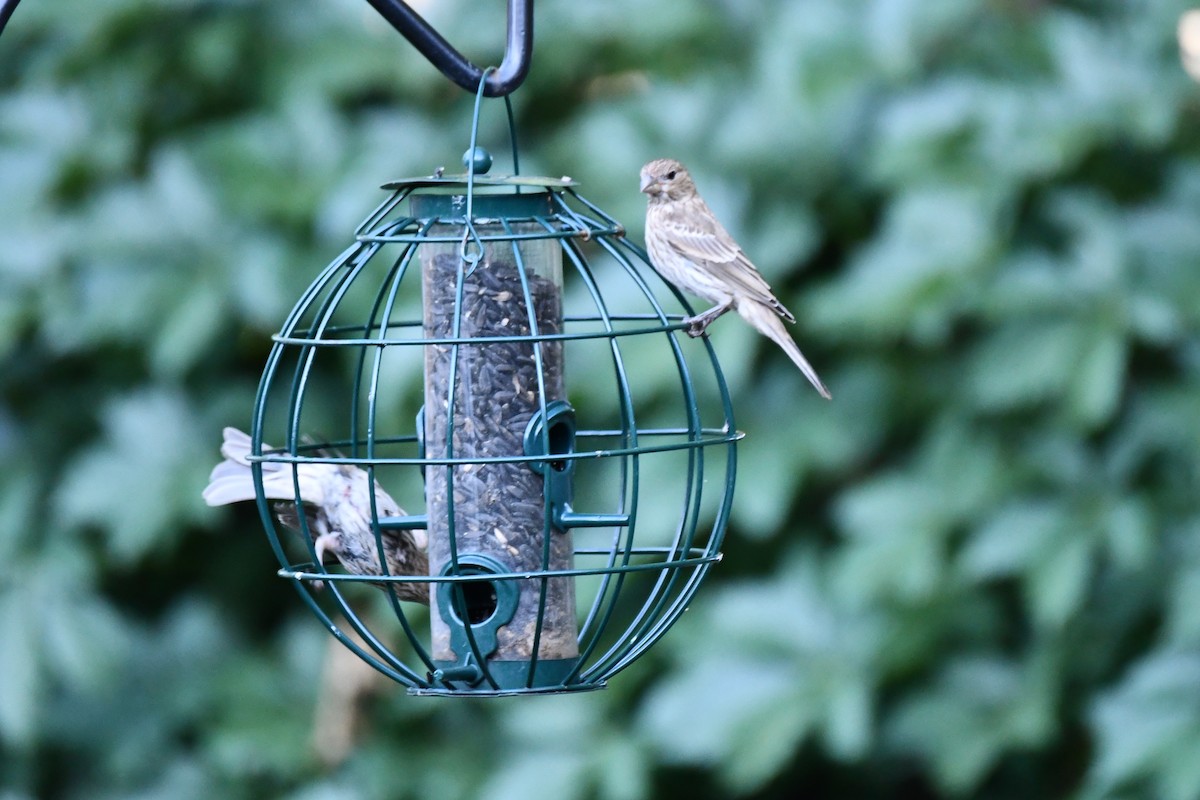 House Finch - ML620691388