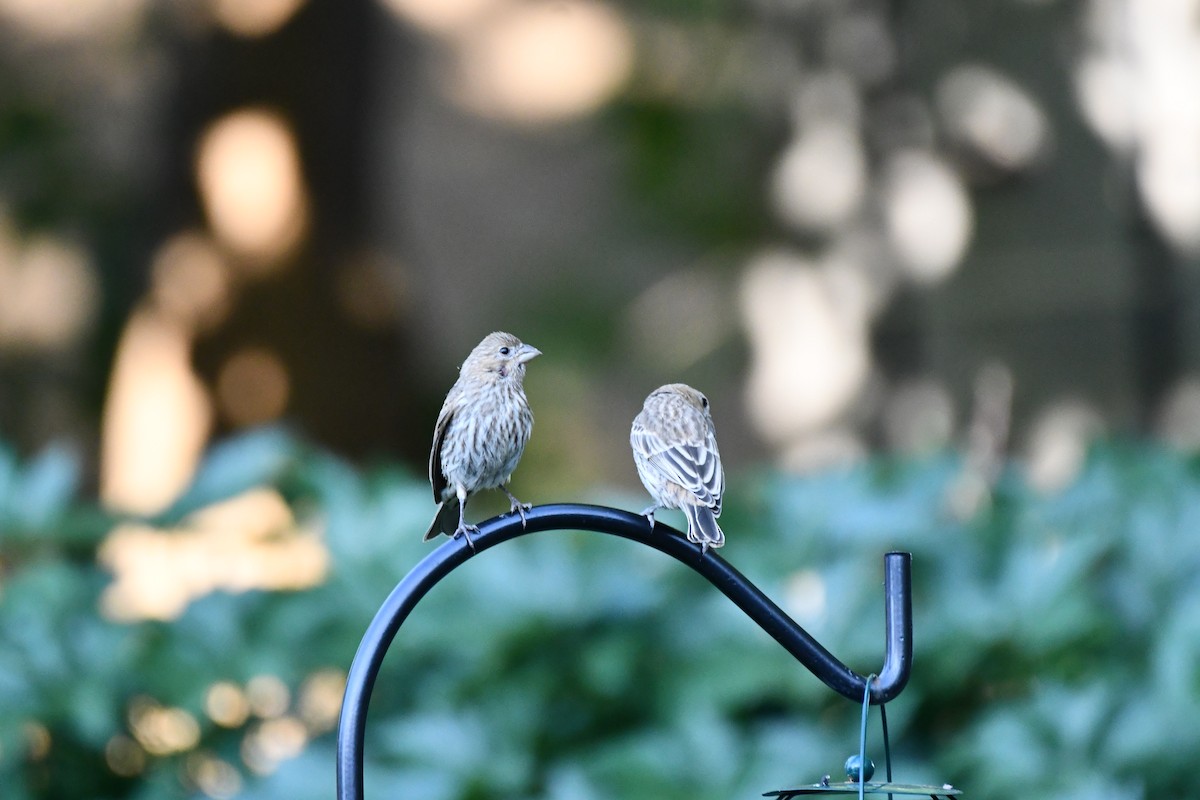 House Finch - ML620691390