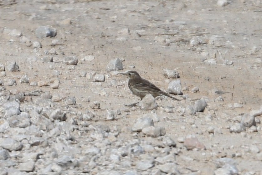 American Pipit - ML620691391