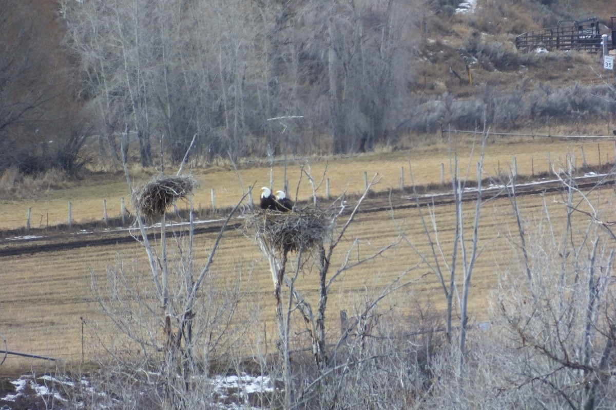 Bald Eagle - ML620691392