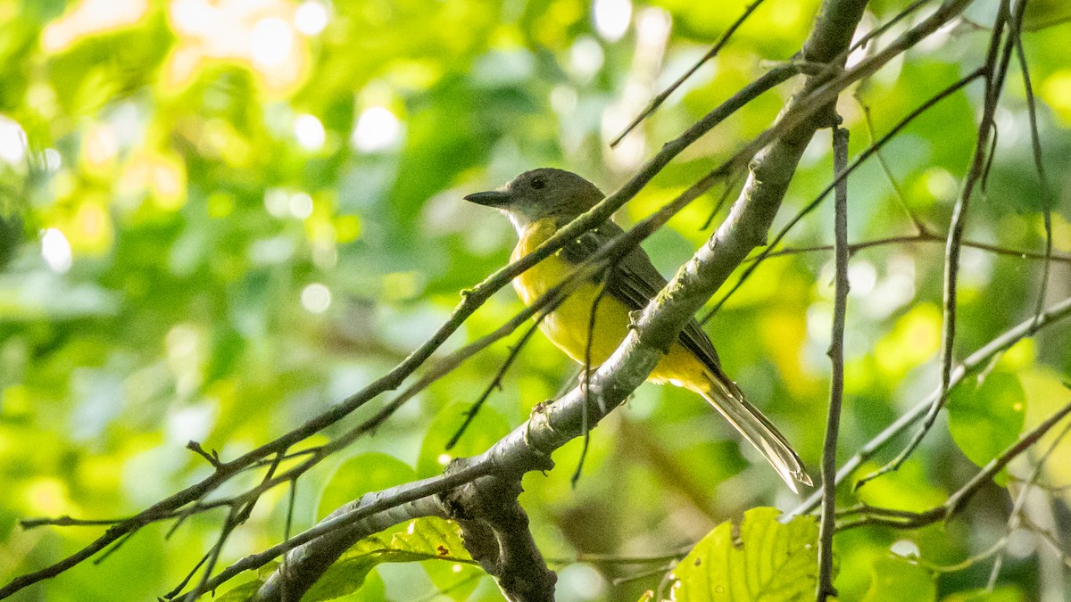 Yellow-bellied Whistler - ML620691393