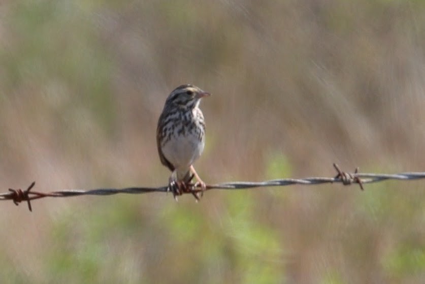 Savannah Sparrow - ML620691394