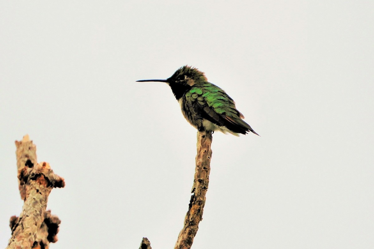 Broad-tailed Hummingbird - ML620691395