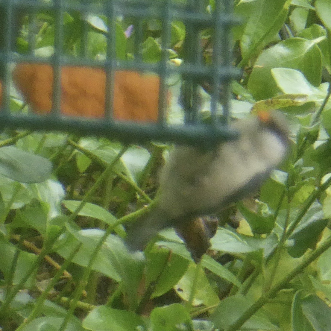 Pygmy Nuthatch - ML620691398