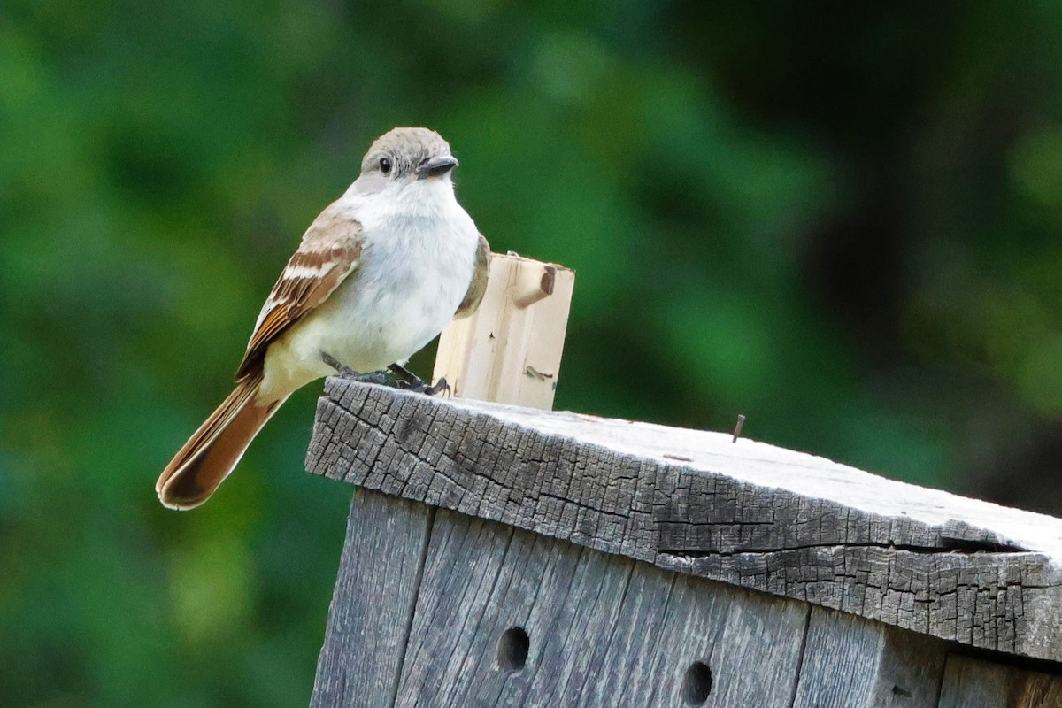 Ash-throated Flycatcher - ML620691400