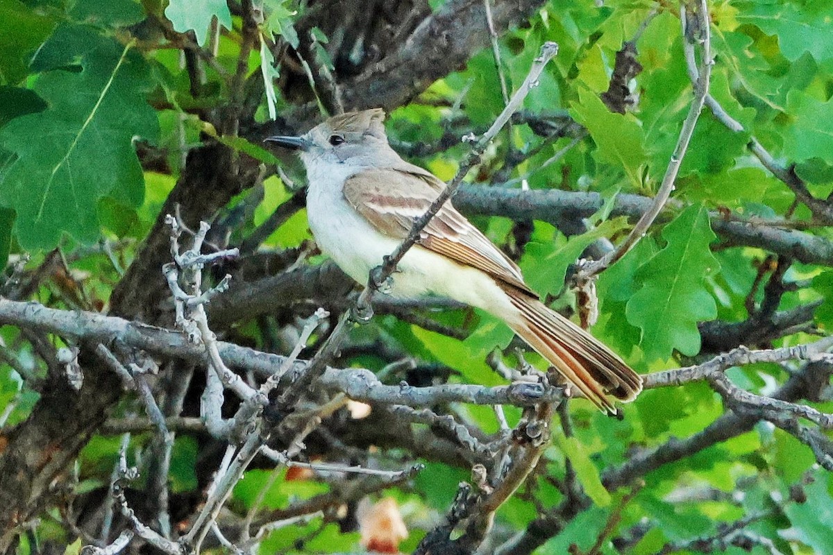 Ash-throated Flycatcher - ML620691402