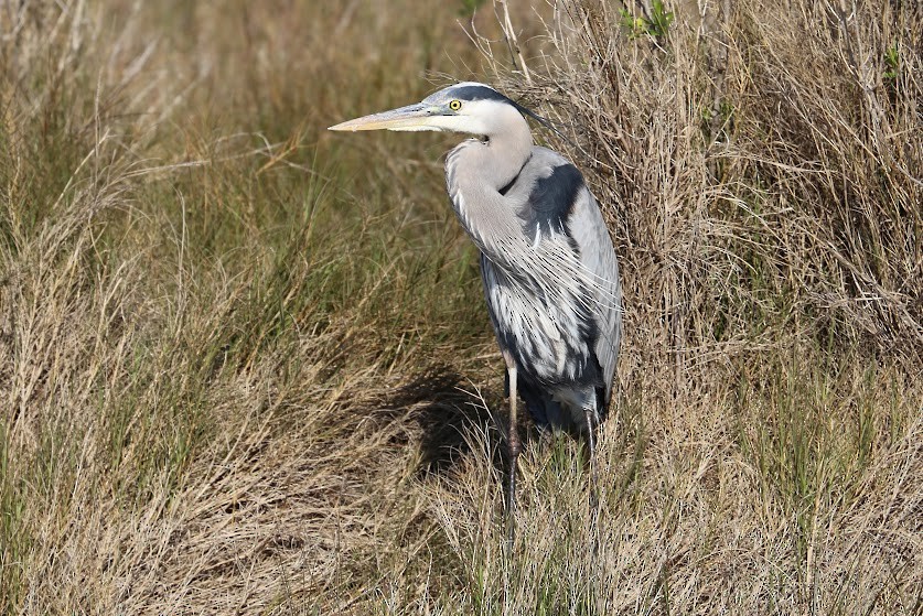 Great Blue Heron - ML620691407