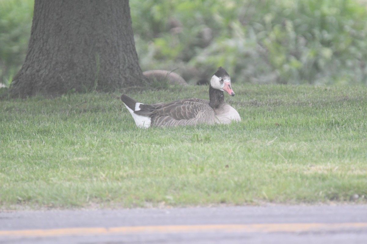 Domestic goose sp. x Canada Goose (hybrid) - ML620691409