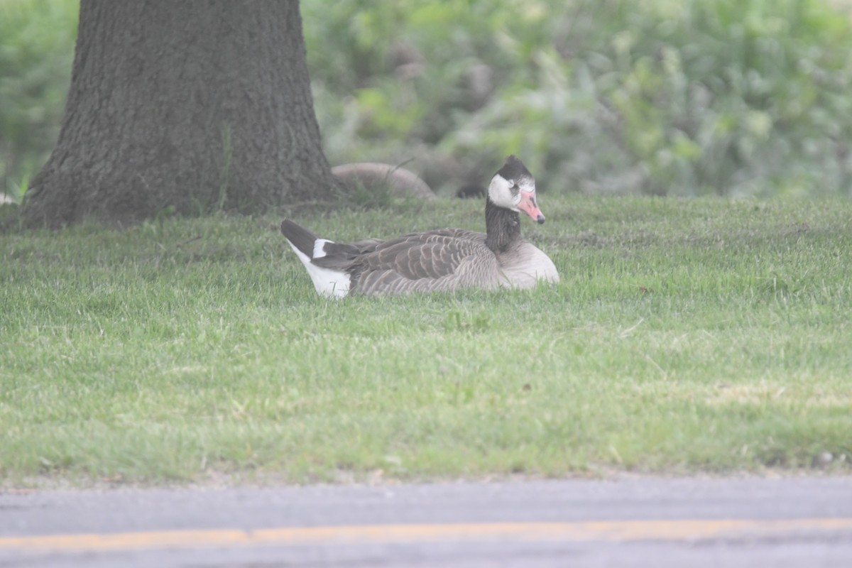 Domestic goose sp. x Canada Goose (hybrid) - Brian Johnson