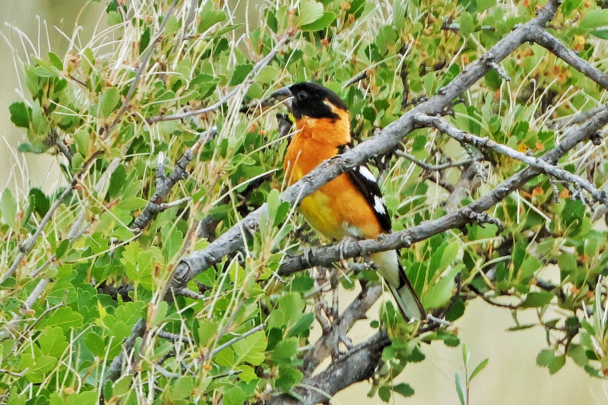 Cardinal à tête noire - ML620691410