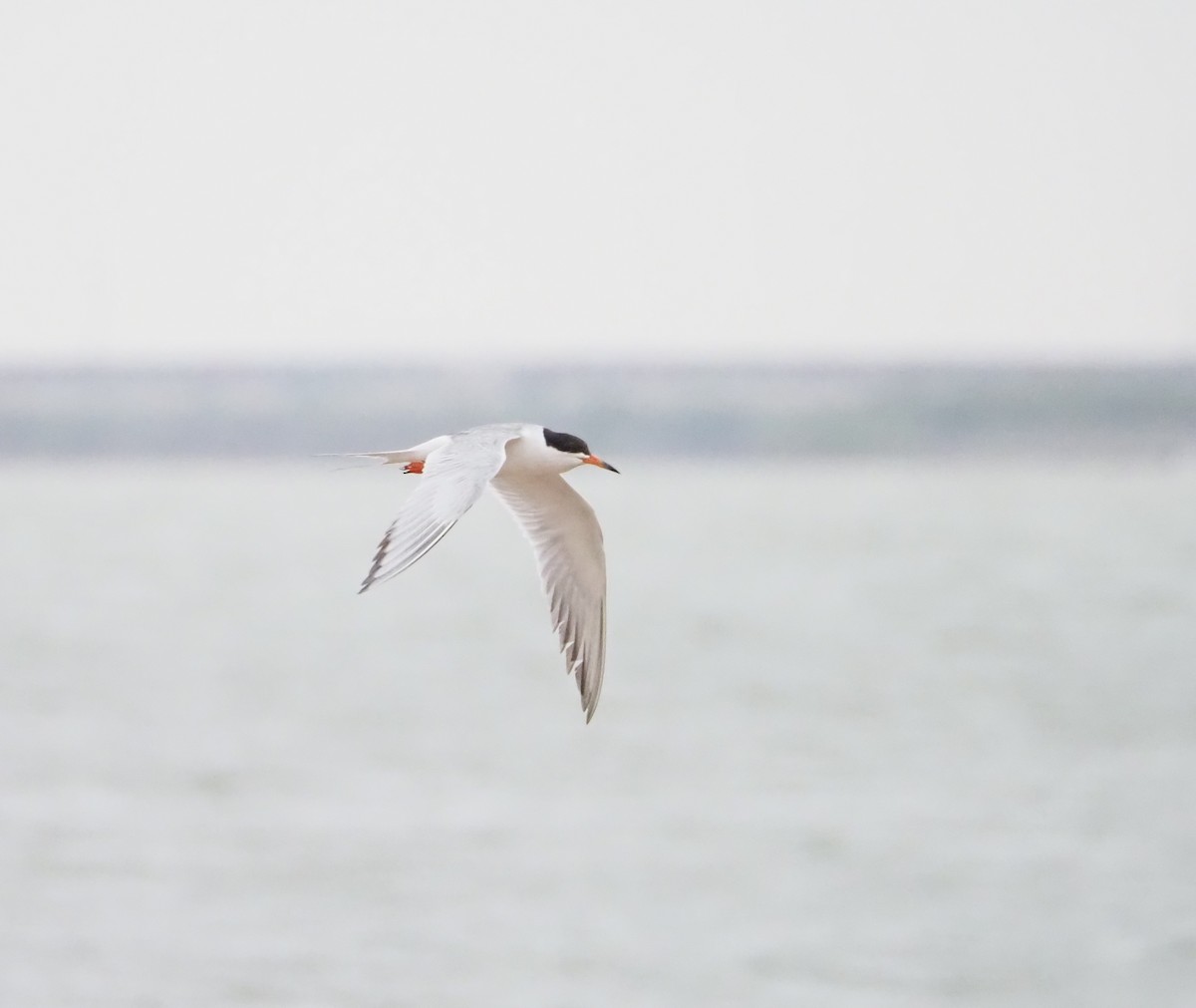 Forster's Tern - ML620691414