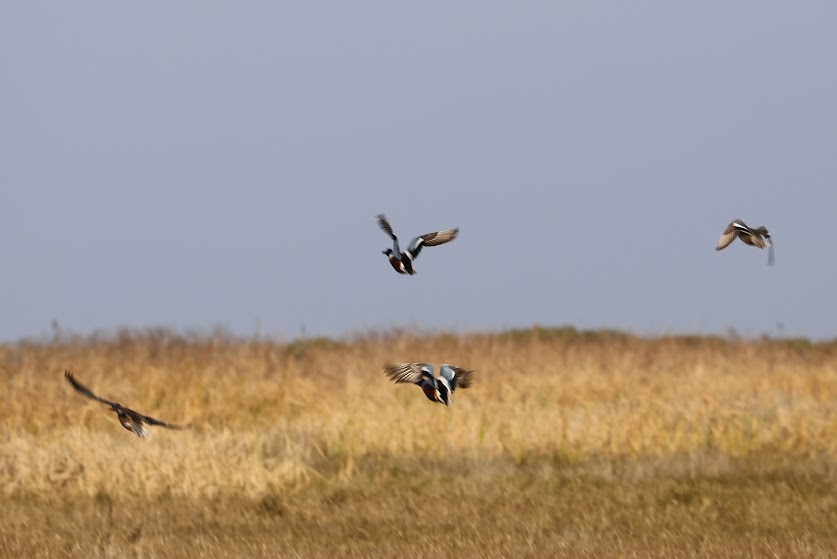 Northern Shoveler - ML620691416