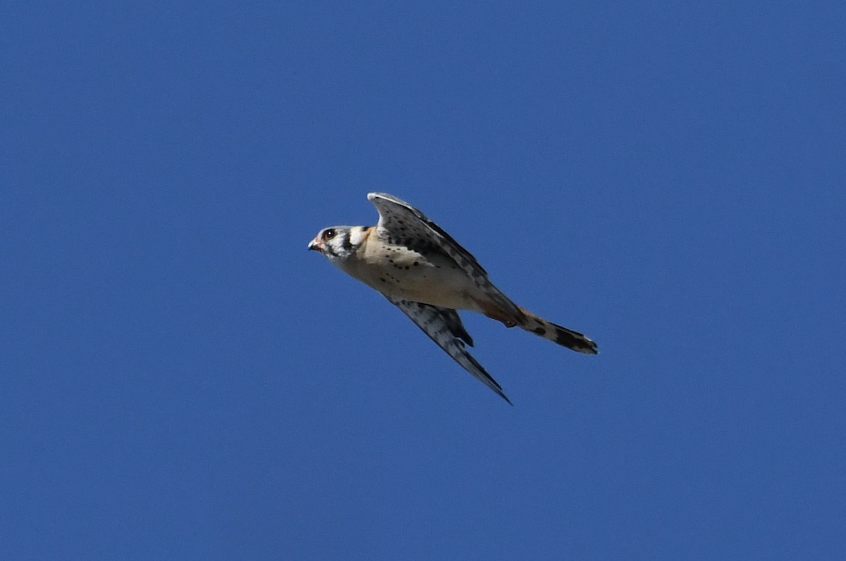 American Kestrel - ML620691418