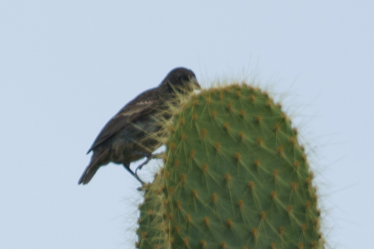 Pinzón de Darwin de Los Cactus - ML620691422