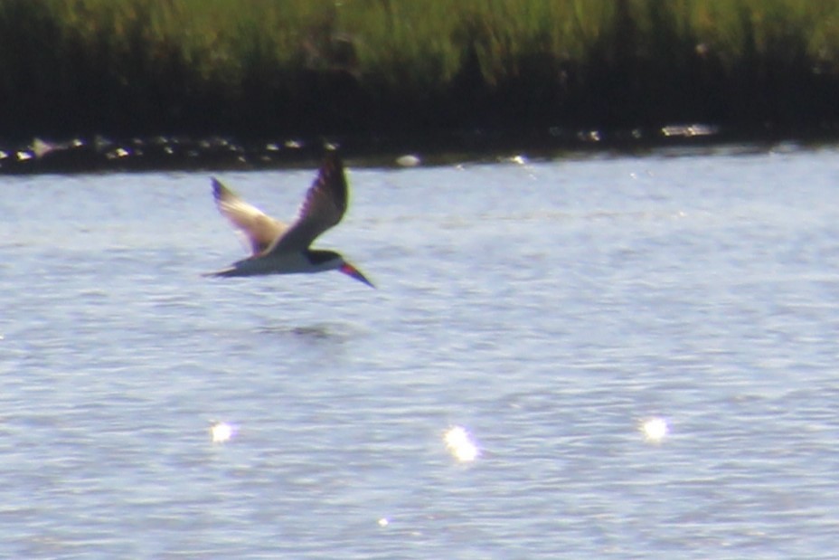 Black Skimmer - Mike Holthaus