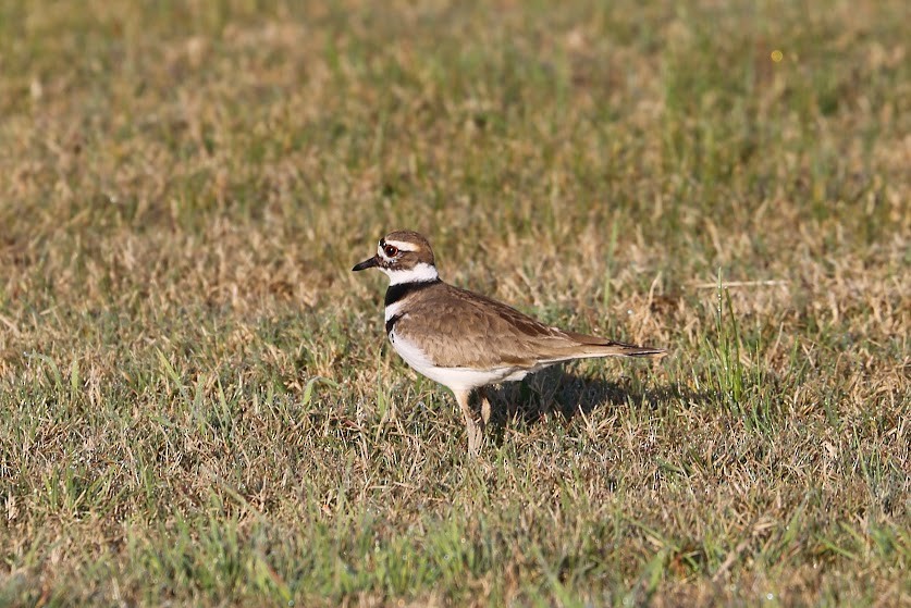 Killdeer - ML620691426