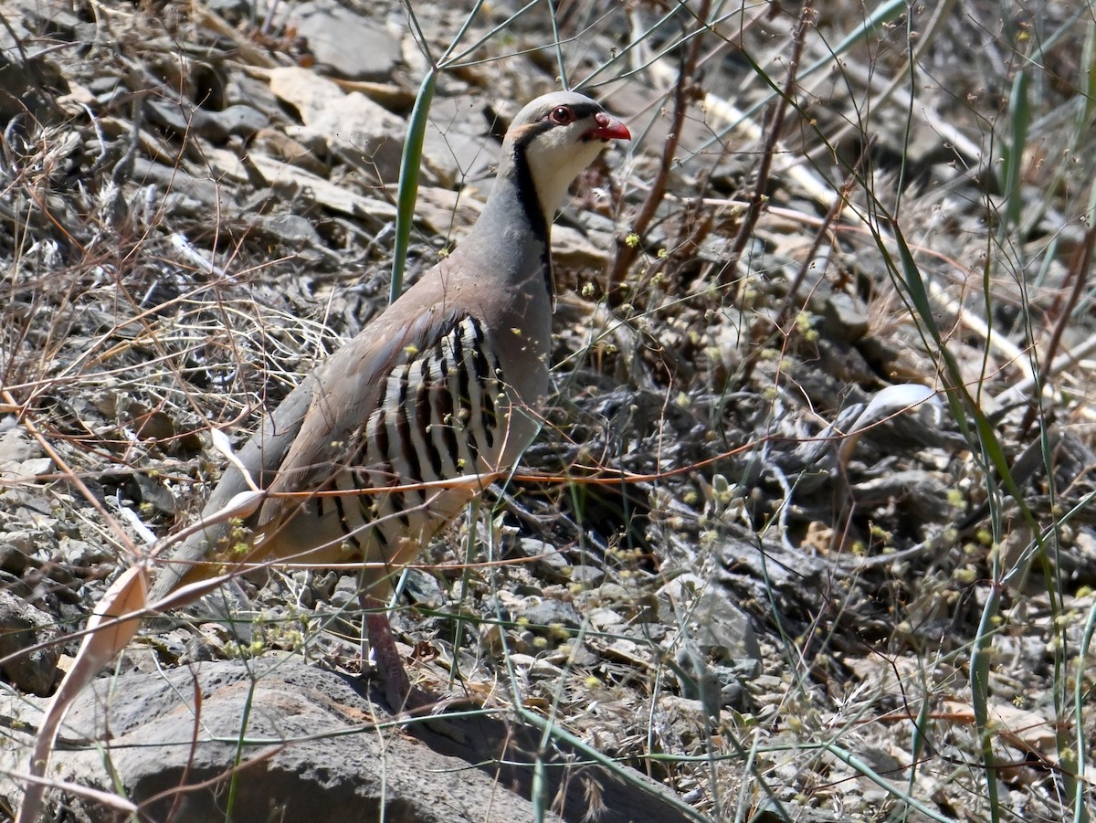 Chukar - ML620691428