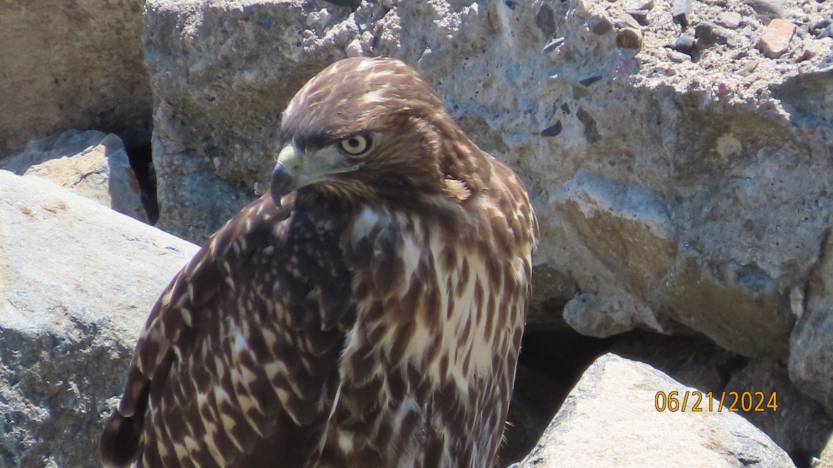 Red-tailed Hawk - ML620691431