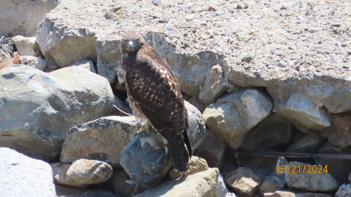 Red-tailed Hawk - Zehava Purim-Adimor