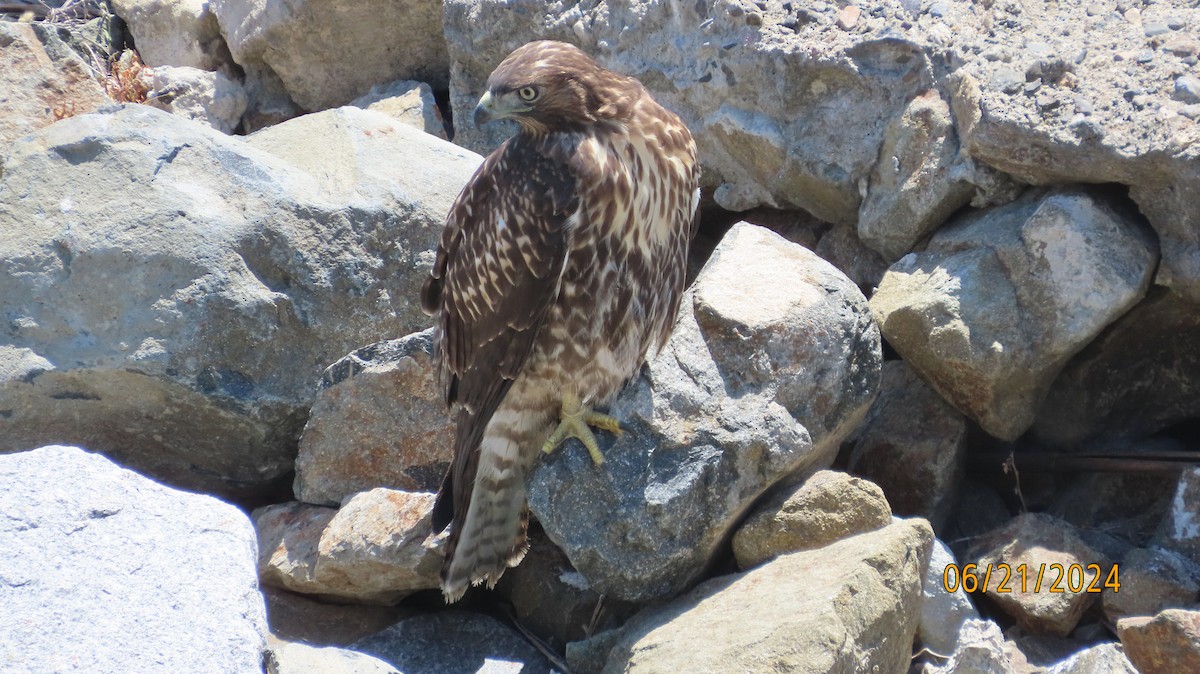 Red-tailed Hawk - ML620691434