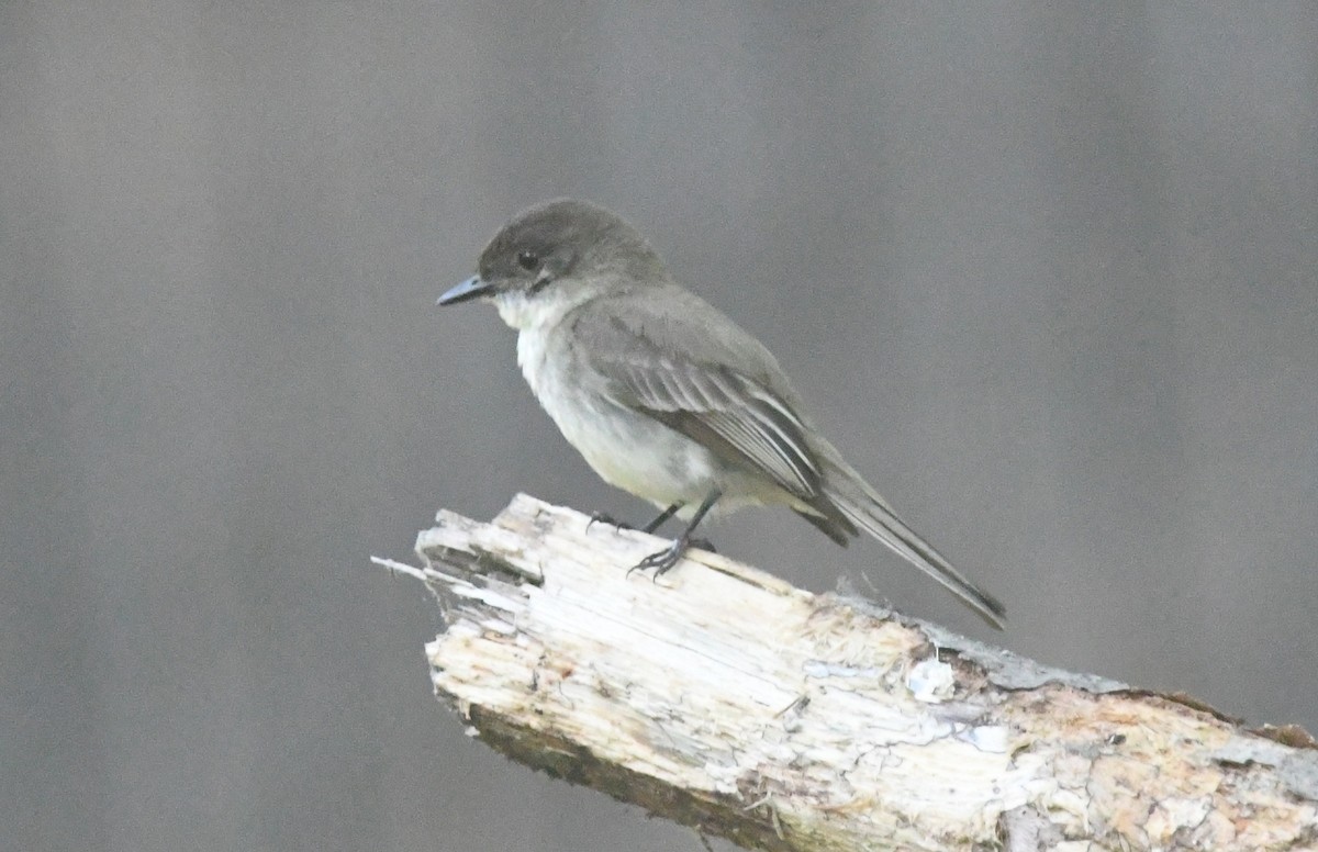 Eastern Wood-Pewee - ML620691435