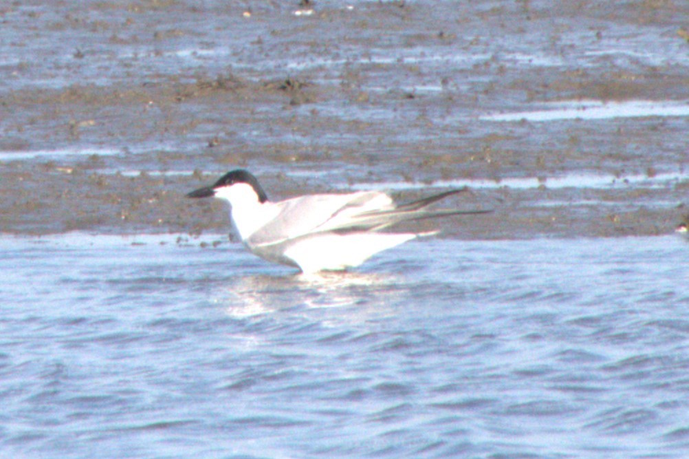 Gull-billed Tern - ML620691436