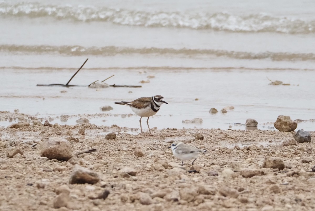 Killdeer - Bob Nieman