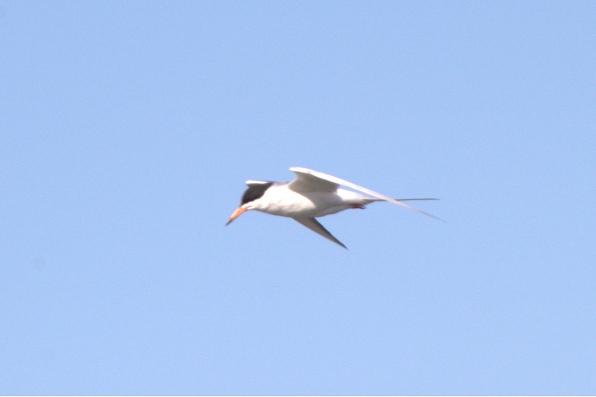 Forster's Tern - Mike Holthaus