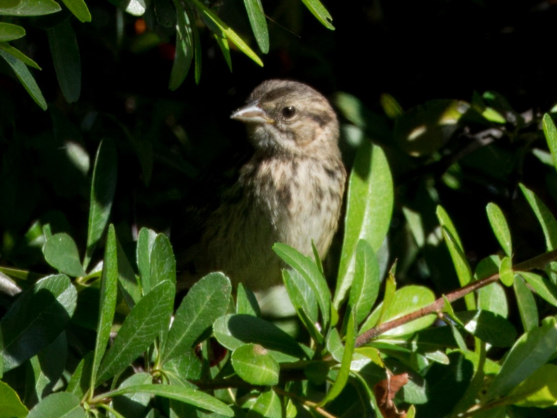 Song Sparrow - Merryl Edelstein