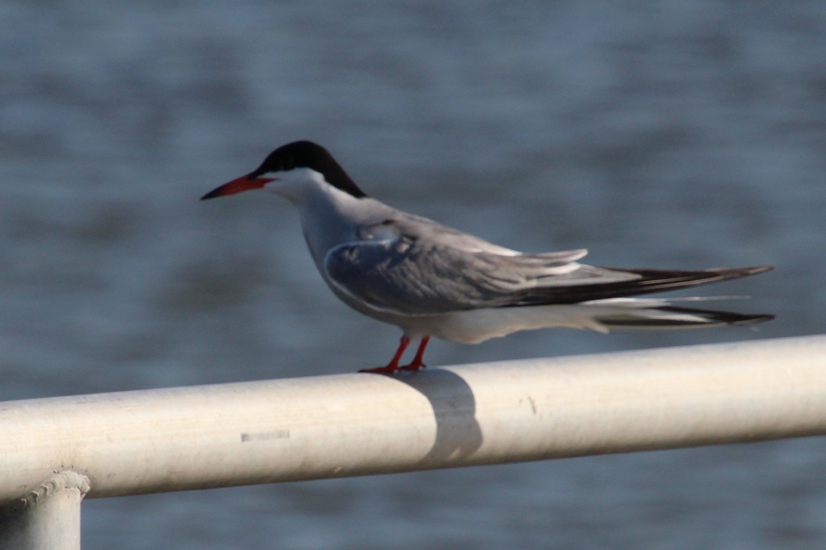 Common Tern - Mike Holthaus