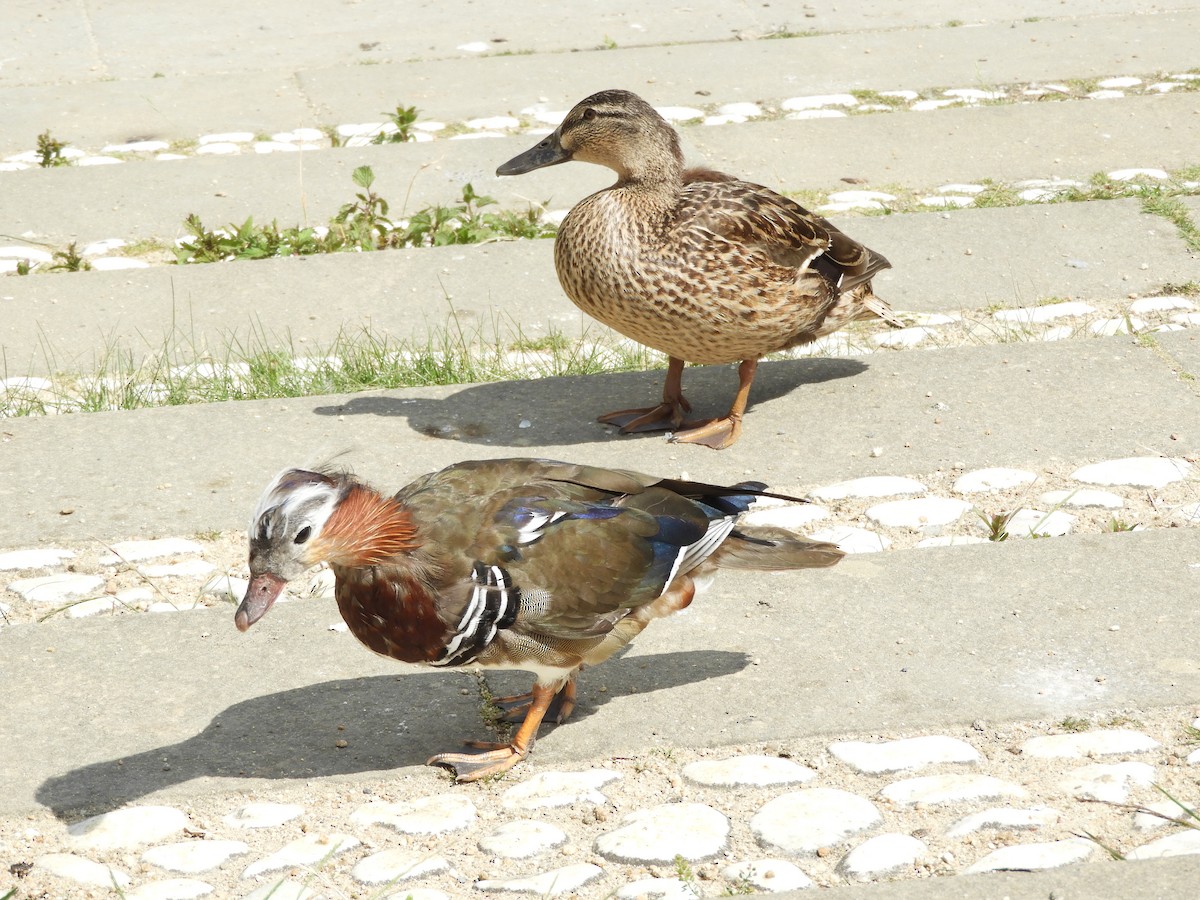 Mandarin Duck - ML620691447