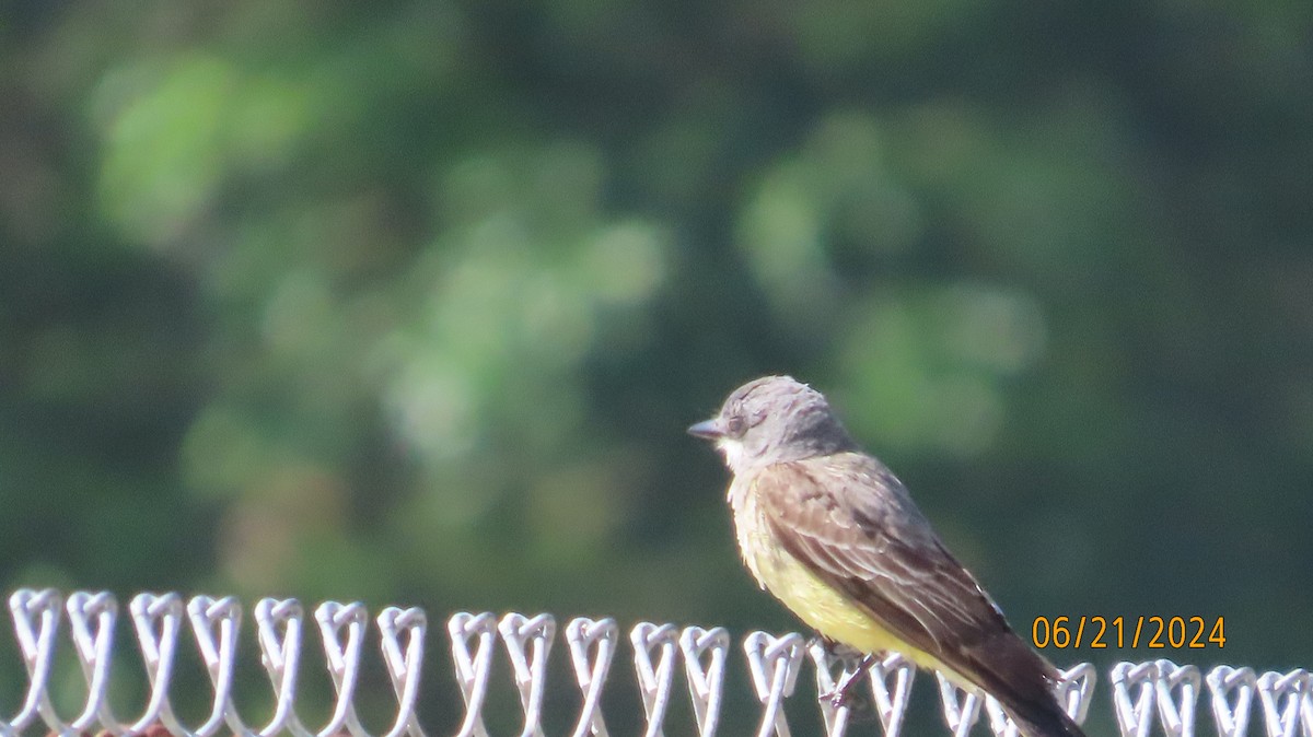 Cassin's Kingbird - ML620691452