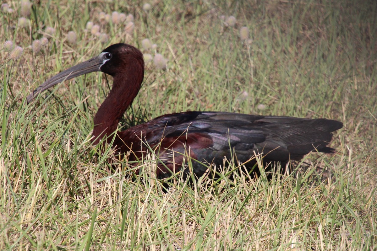 Glossy Ibis - ML620691454