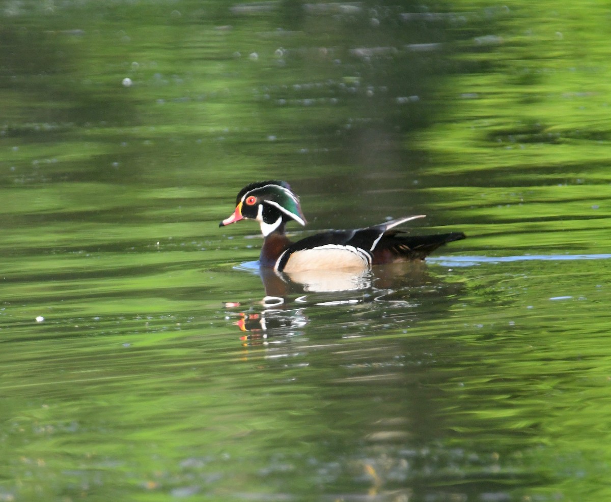 Wood Duck - ML620691467