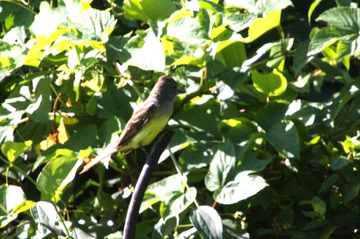 Great Crested Flycatcher - ML620691472