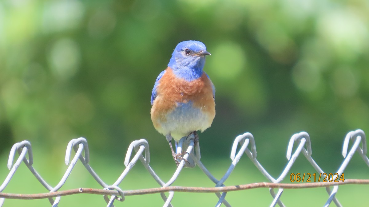 Western Bluebird - ML620691473