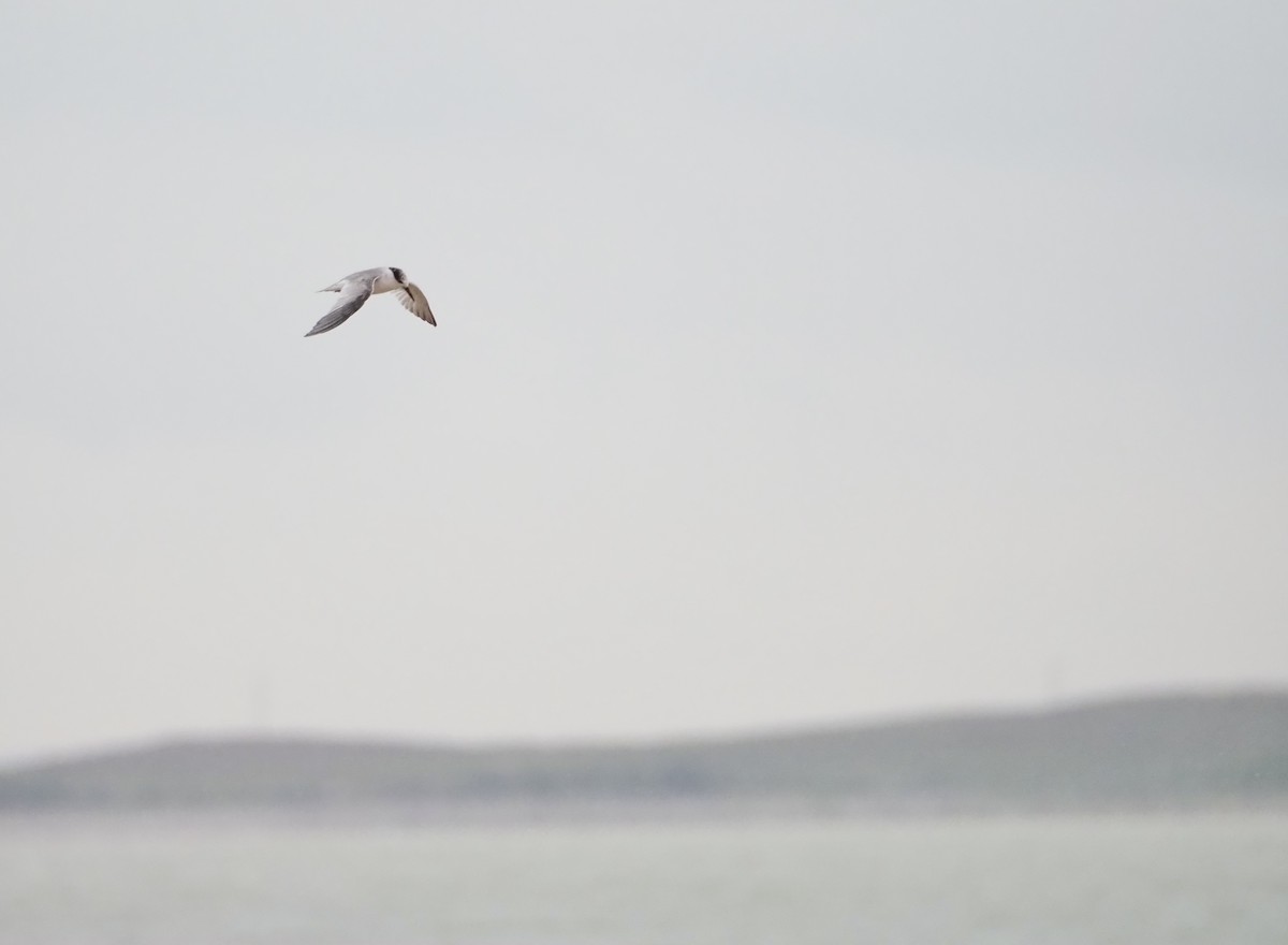 Least Tern - ML620691478