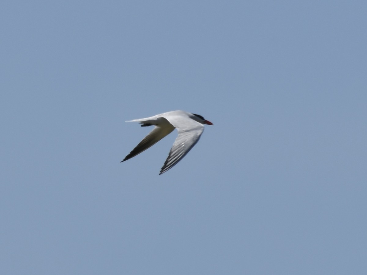 Caspian Tern - ML620691483