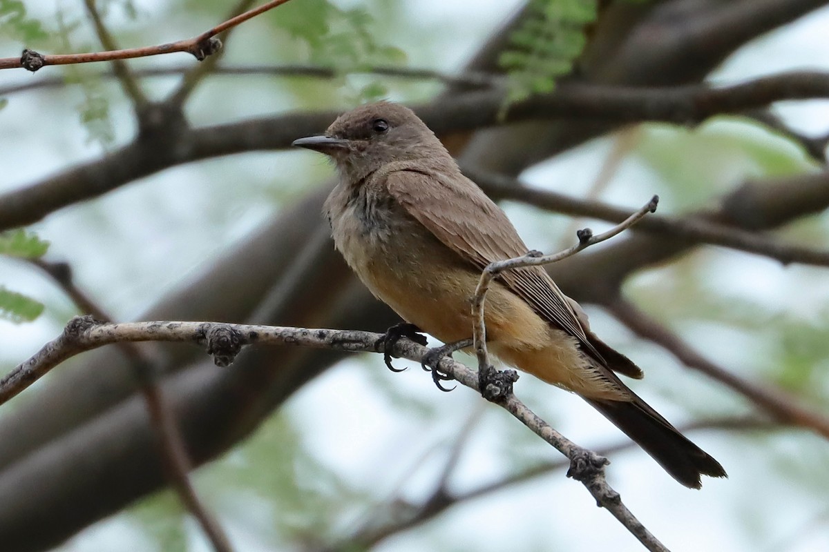 Say's Phoebe - Cindy Krasniewicz