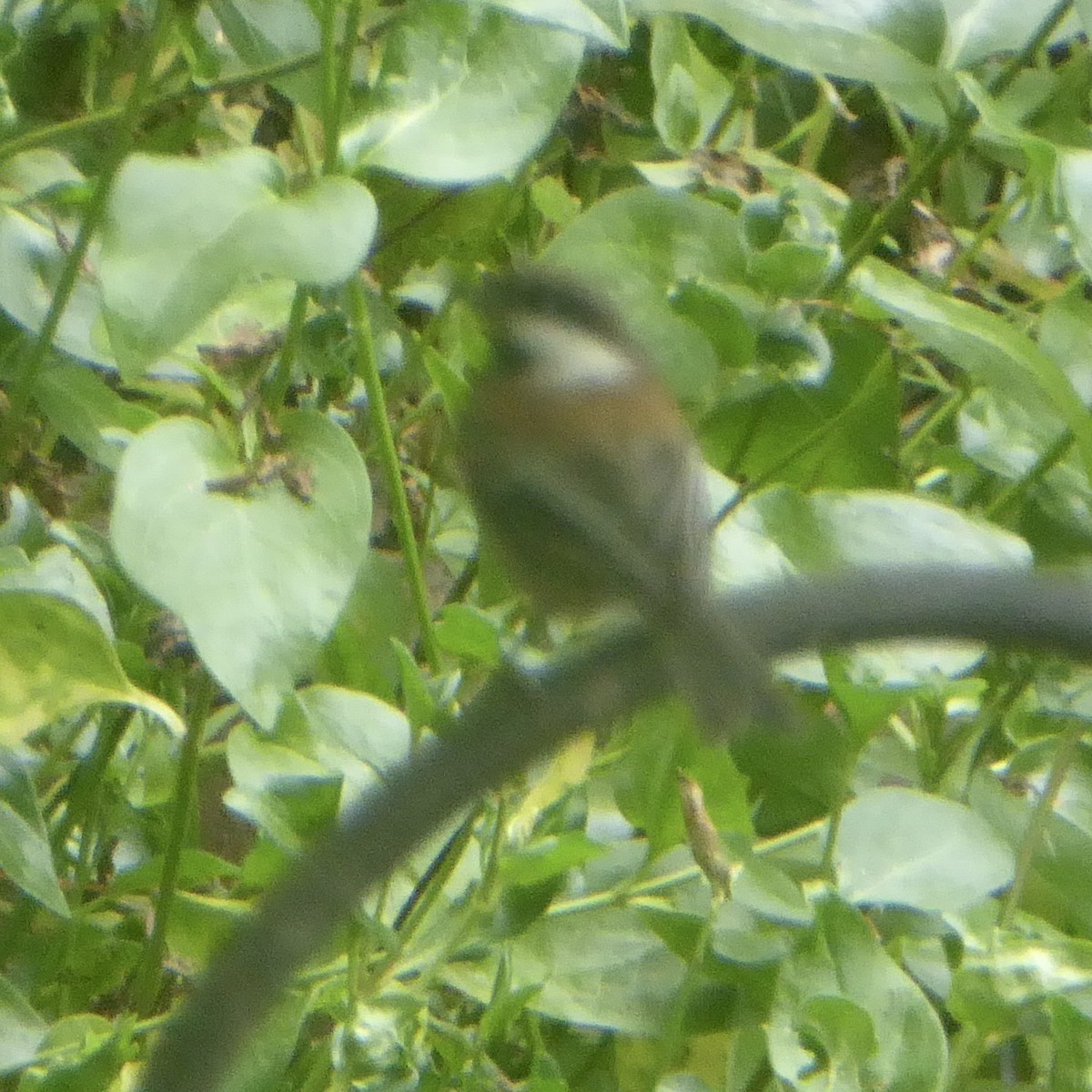 Chestnut-backed Chickadee - ML620691487