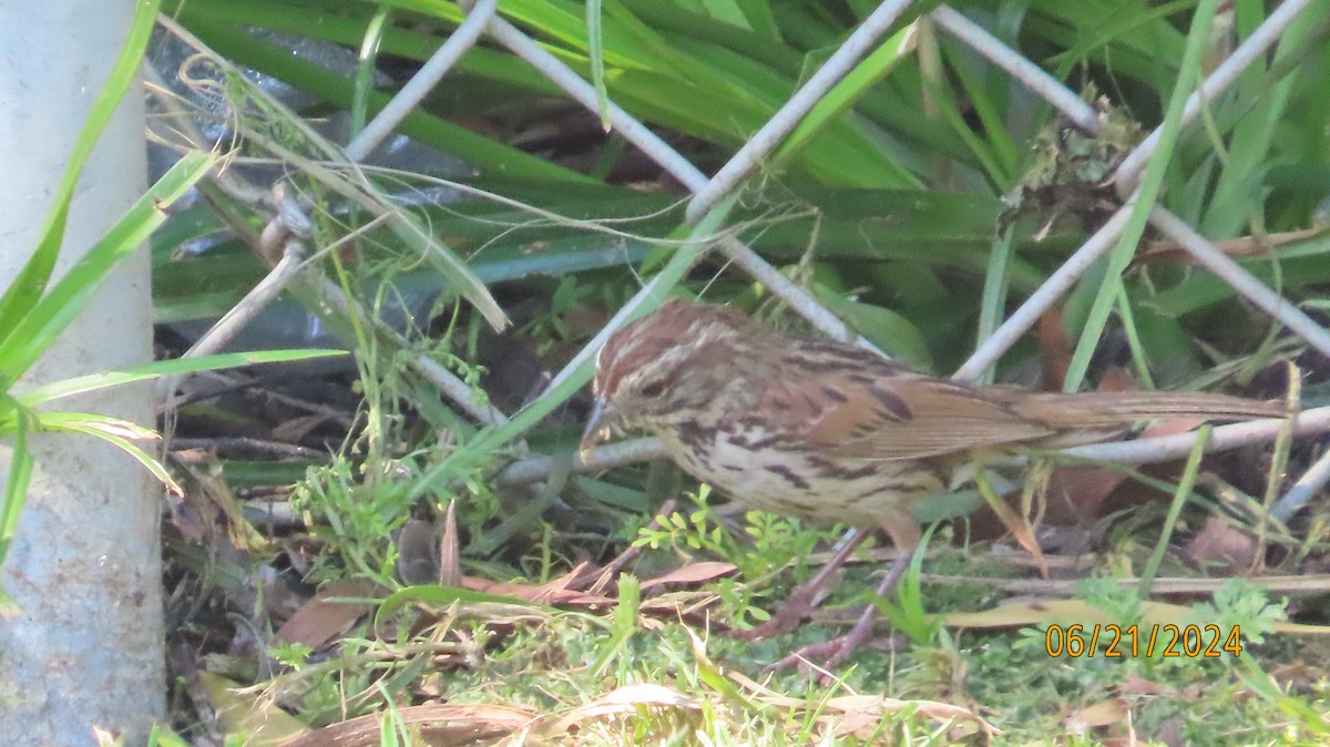 Song Sparrow - ML620691488