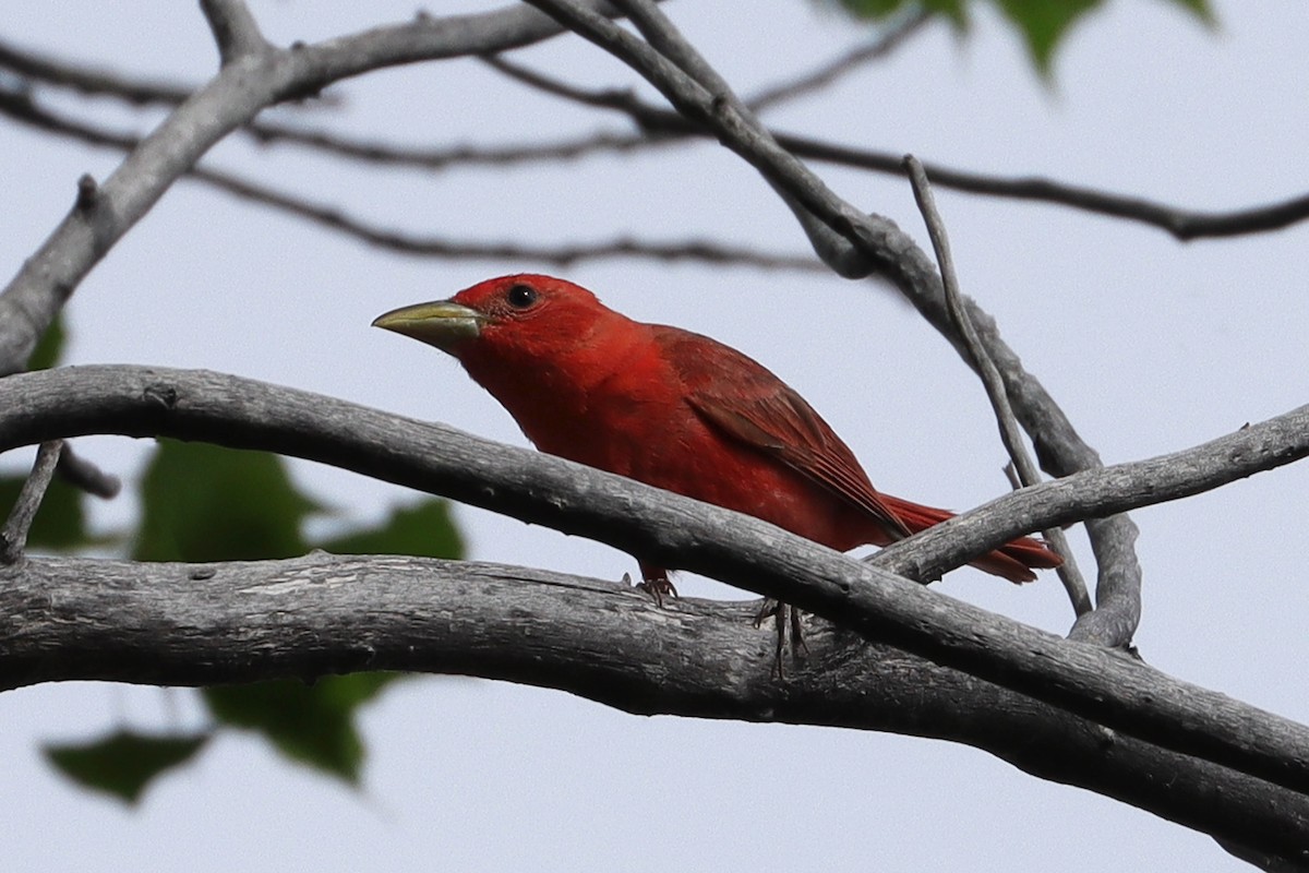 Summer Tanager - ML620691489