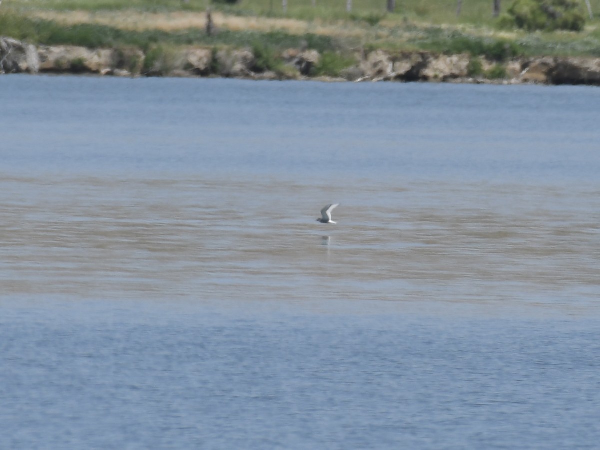 Forster's Tern - ML620691490