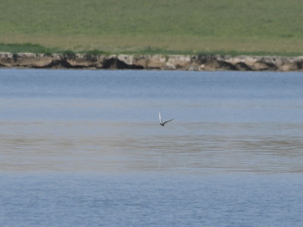 Forster's Tern - ML620691491