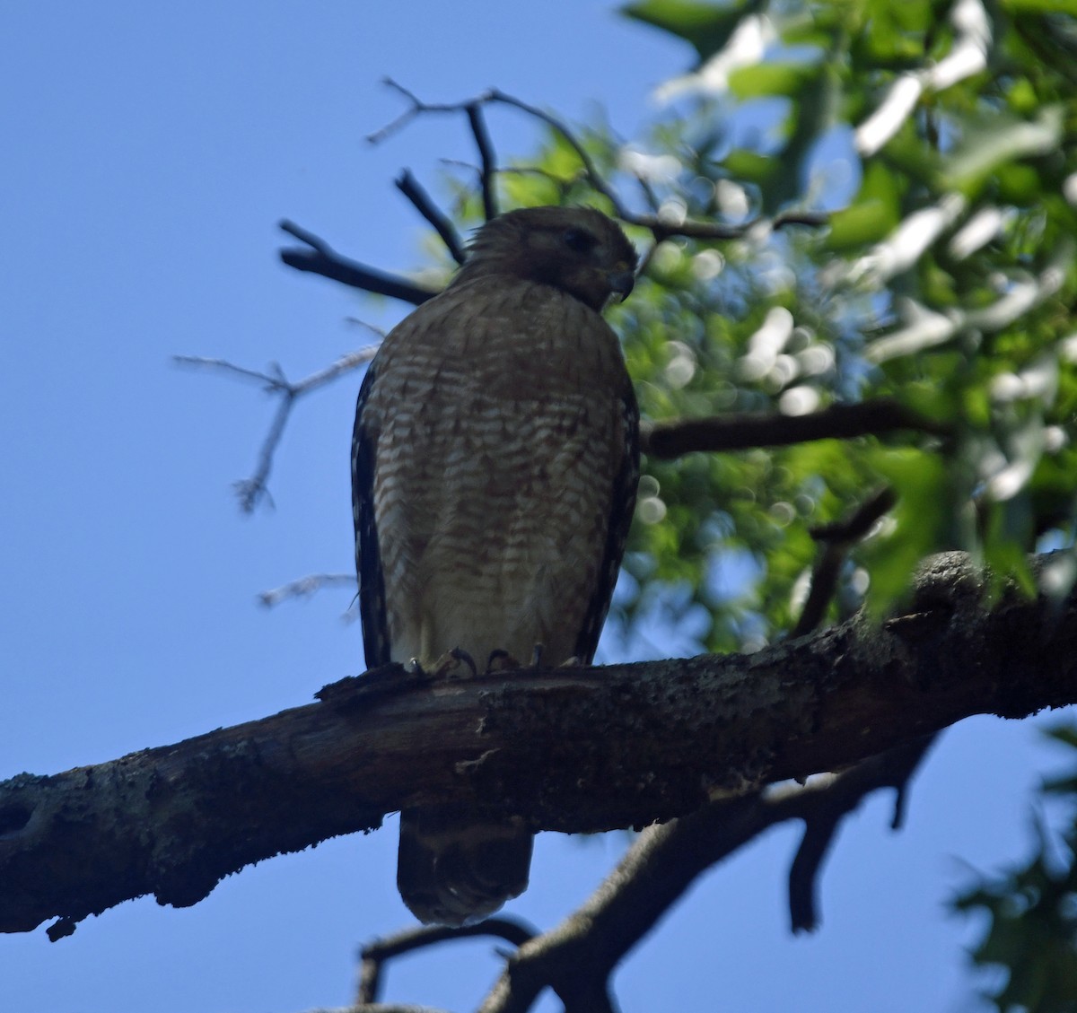 Red-shouldered Hawk - ML620691494