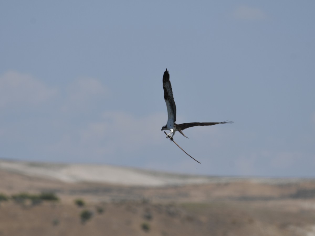 Águila Pescadora - ML620691497