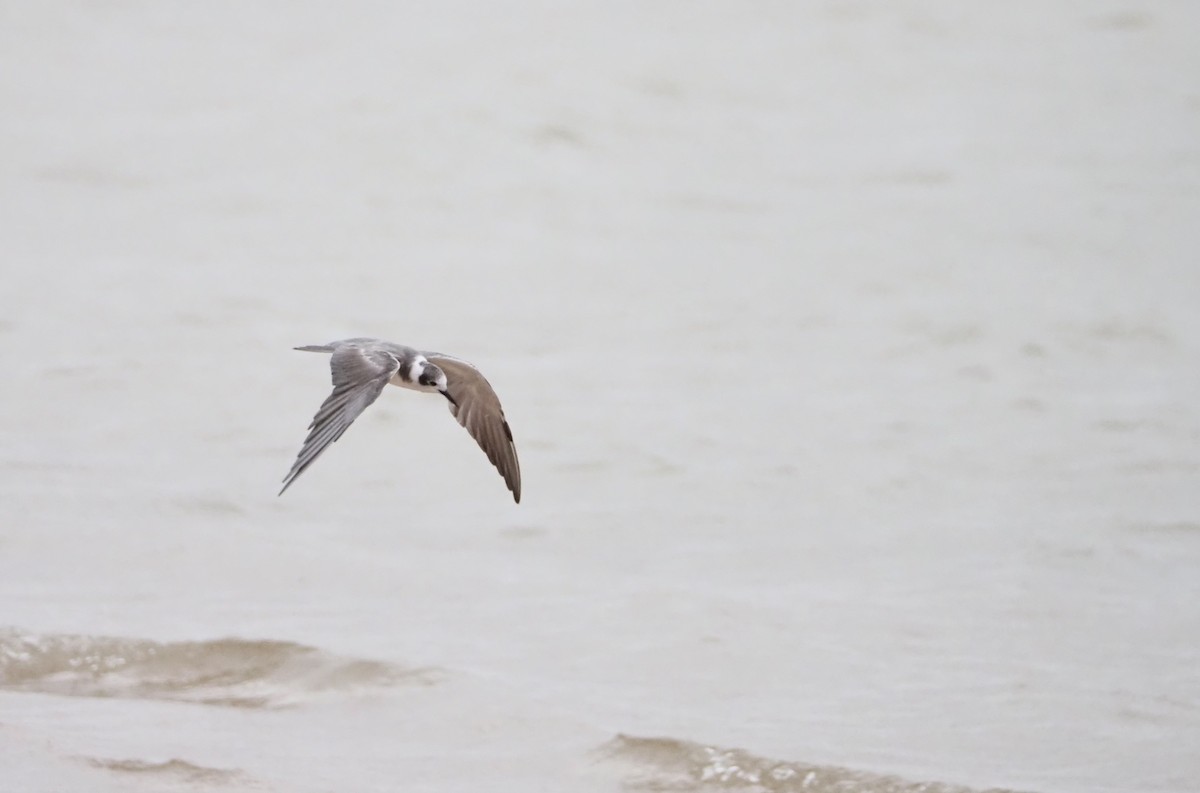 Black Tern - ML620691503