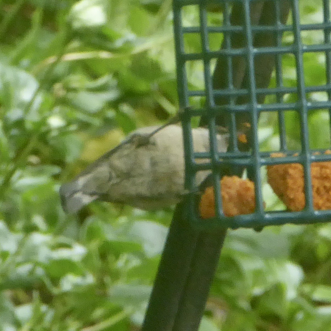 Pygmy Nuthatch - ML620691508